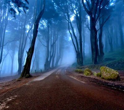 Camino del bosque brumoso en el paisaje encantado de Portugal