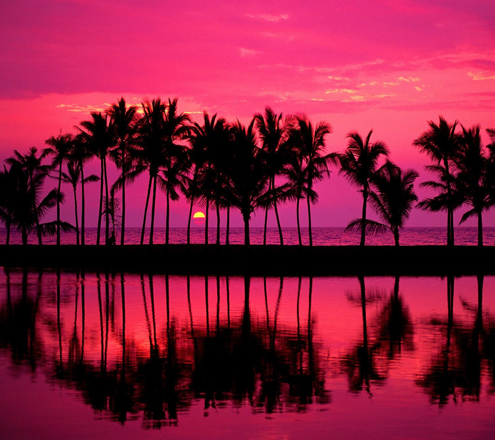 Arafed view of a sunset with palm trees and a body of water (cool, hawaii, landscape, nature, palm trees)