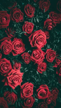 day, flowers, green, love, red wallpaper