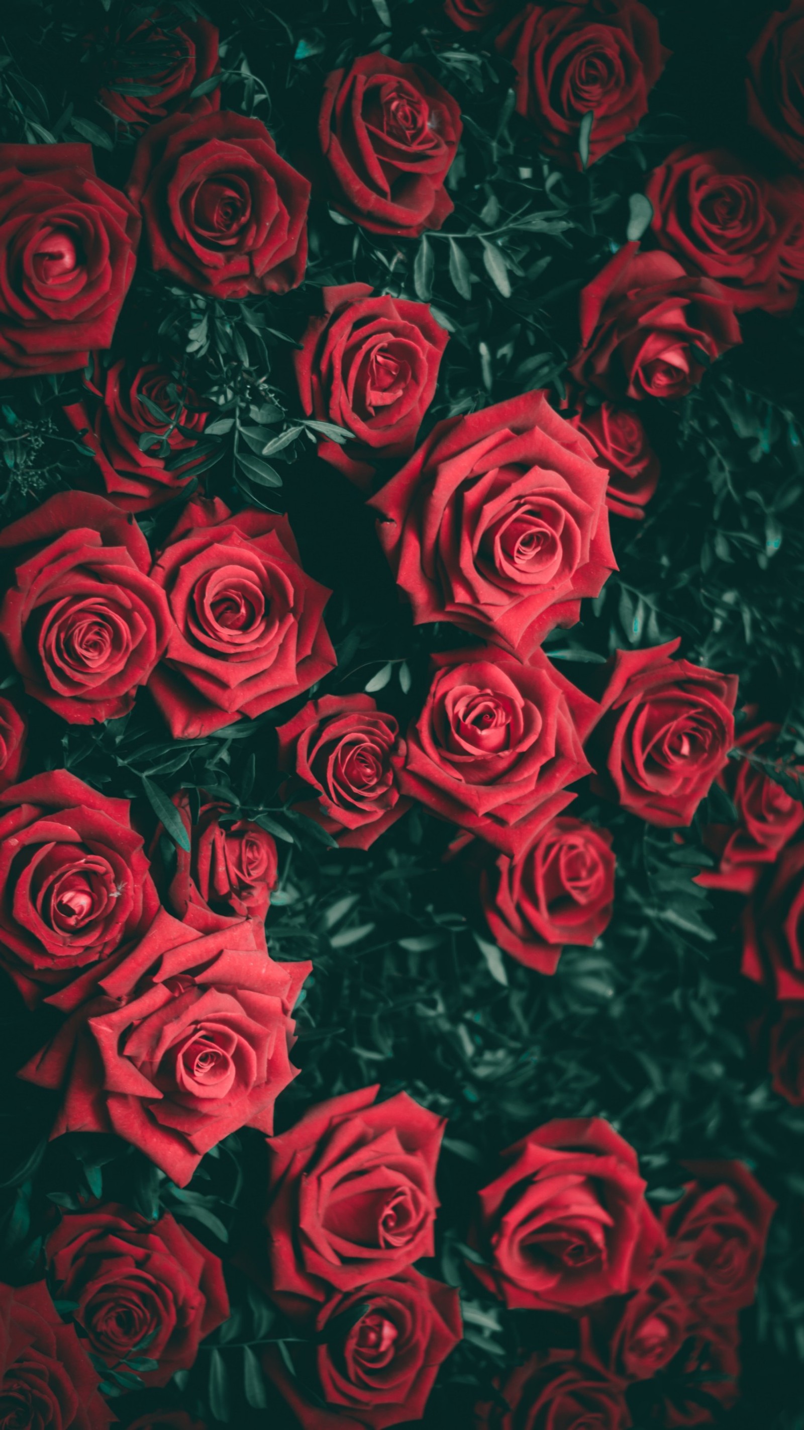 Un gros plan d'un tas de roses rouges avec des feuilles vertes (jour, fleurs, vert, amour, rouge)