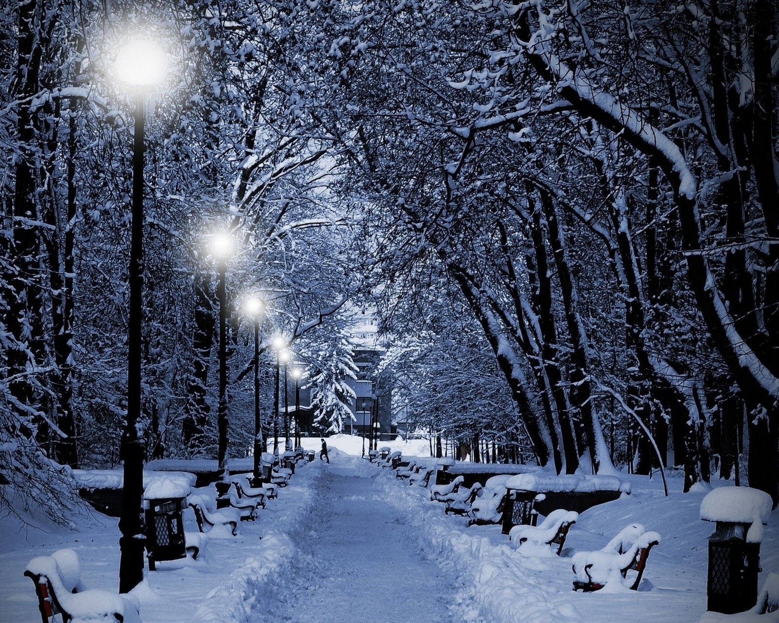 Chemin enneigé dans un parc avec des bancs et des lampadaires (jardin, lumières, nature, enneigé)