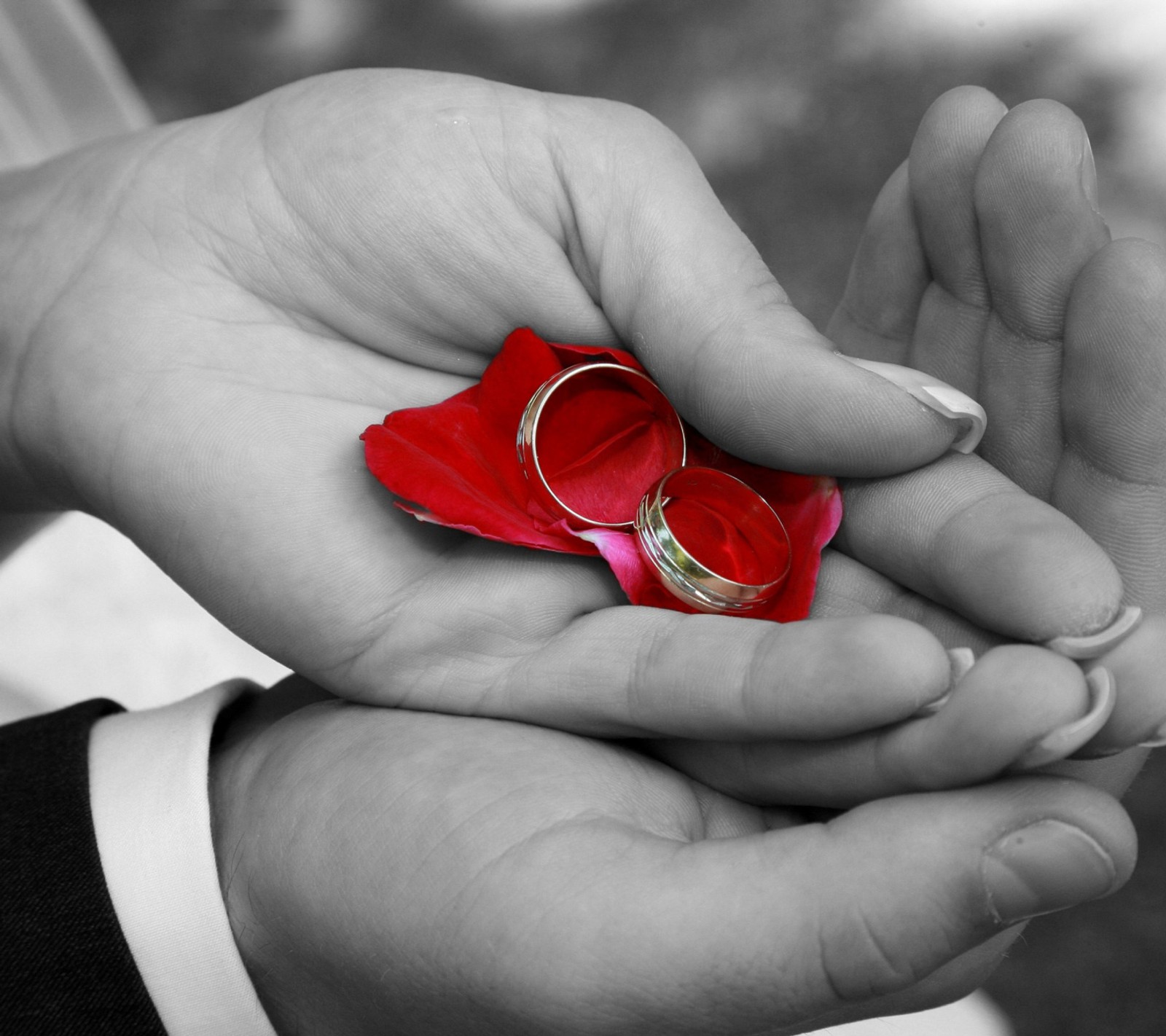 There is a person holding a red flower and two wedding rings (awesome, kiss, love, romantic)