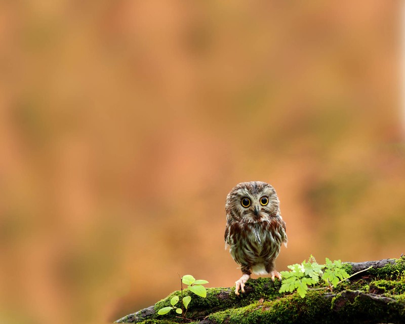 Маленькая сова сидит на мшистом ветке (babyowl, птица, сова)