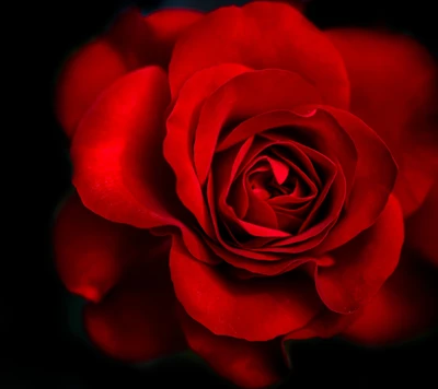 Rose rouge profonde symbolisant l'amour