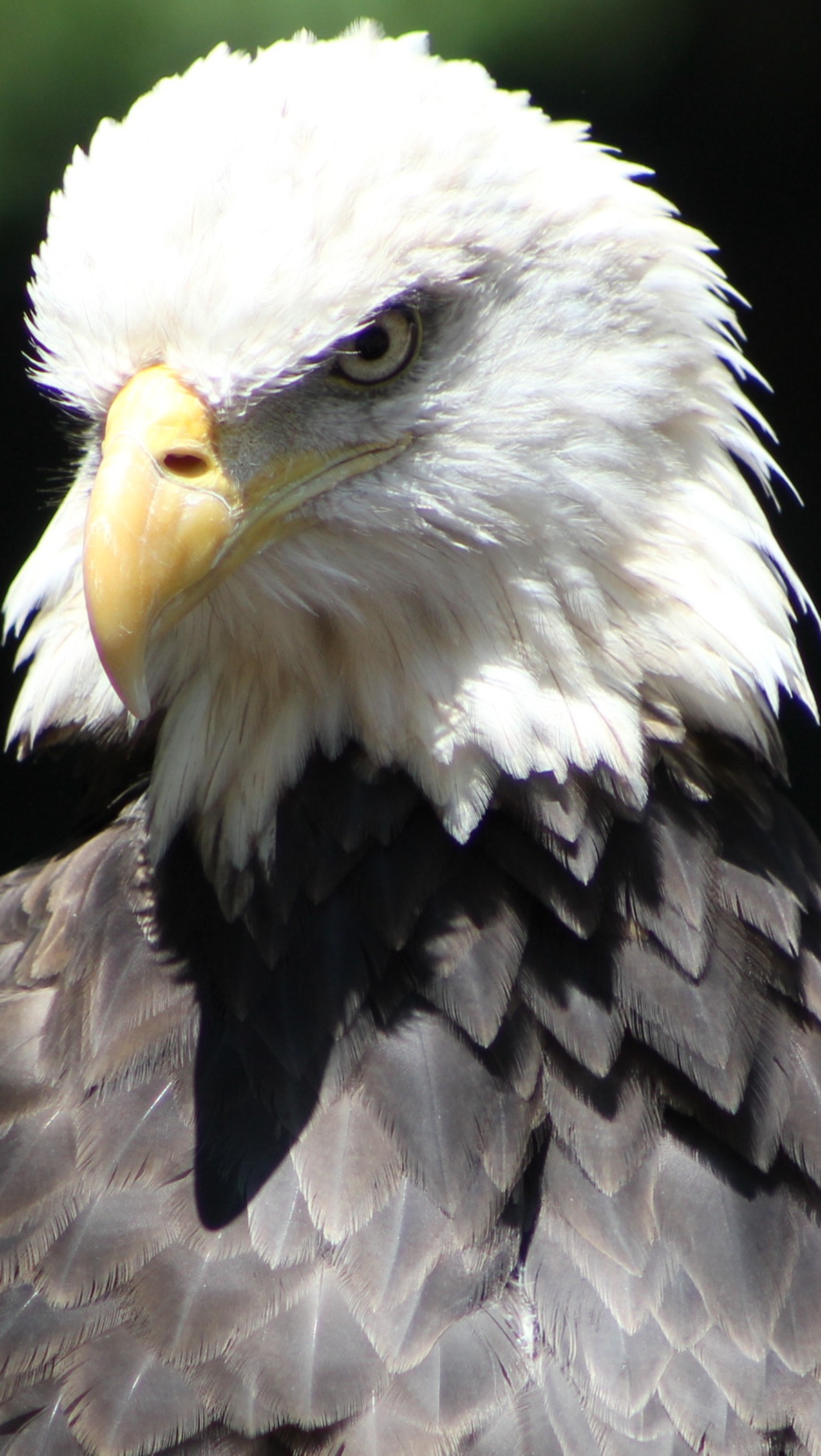 Lade amerika, adler, freiheit, natur Hintergrund herunter