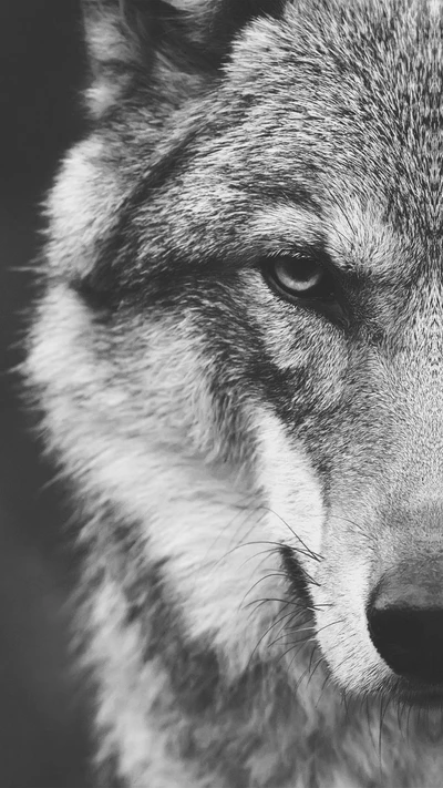 lobo, lobos