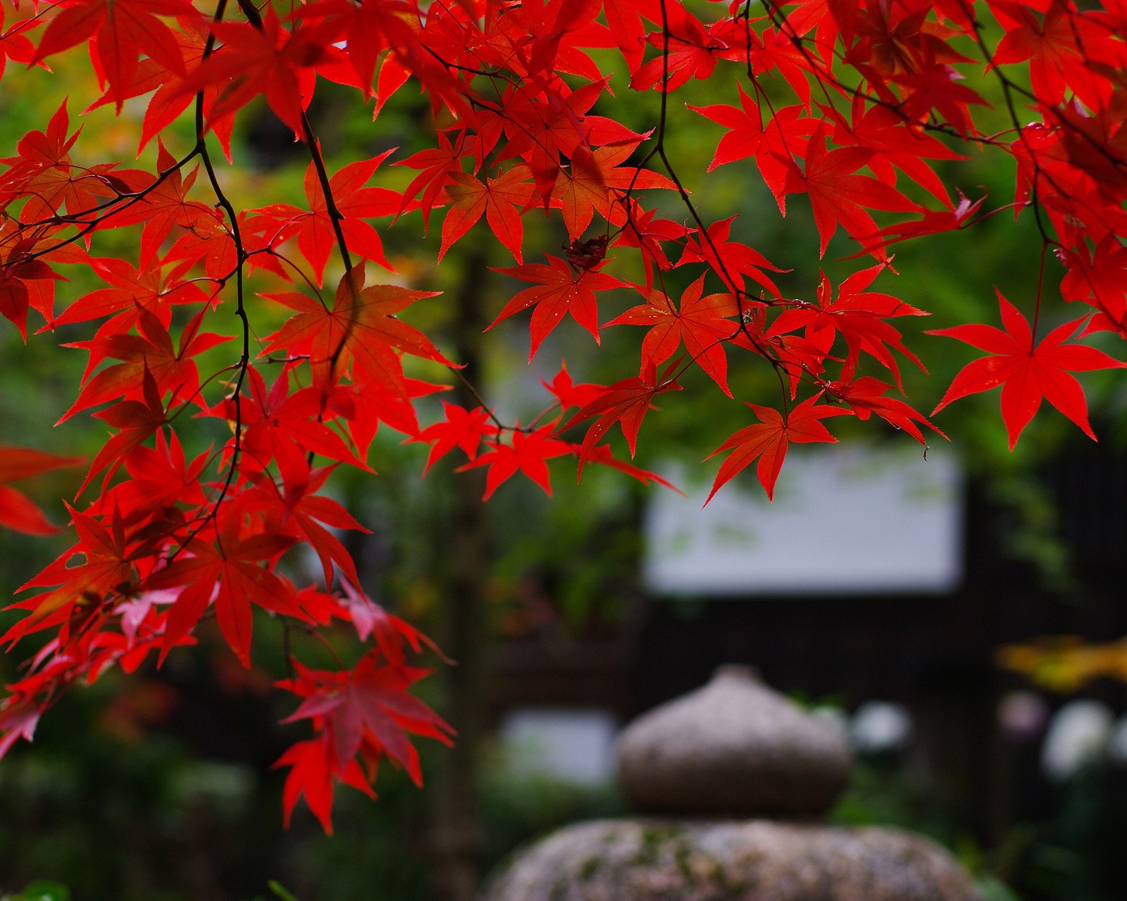 There is a red leafed tree with a stone statue in the background (galaxy, garden, hd, leaves, maple)