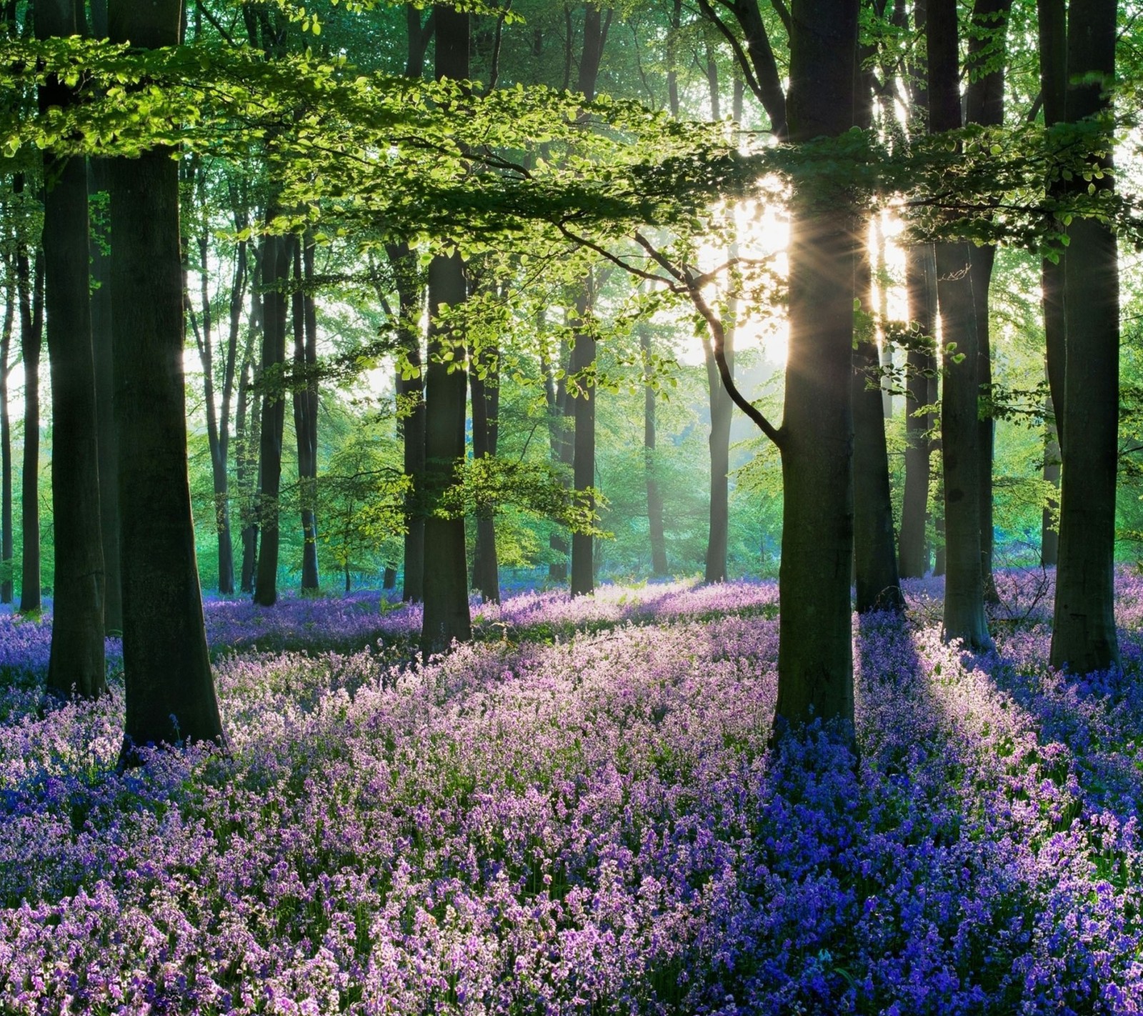 Téléchargez le fond d'écran forêt, printemps