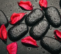 Black Stones and Red Petals with Water Drops