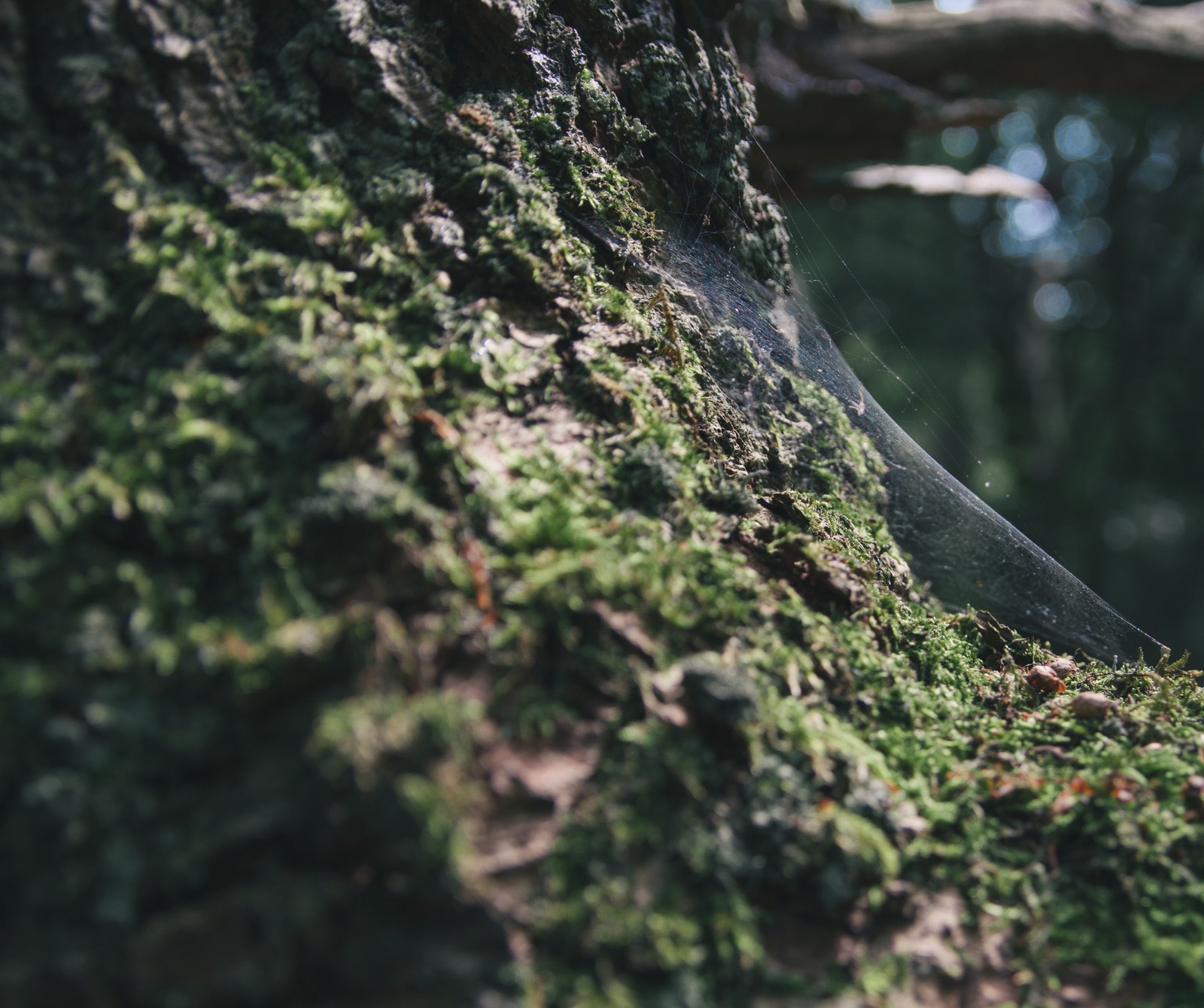 There is a spider web hanging from a tree in the woods (arbor, forest, landscape, nature, outdoors)