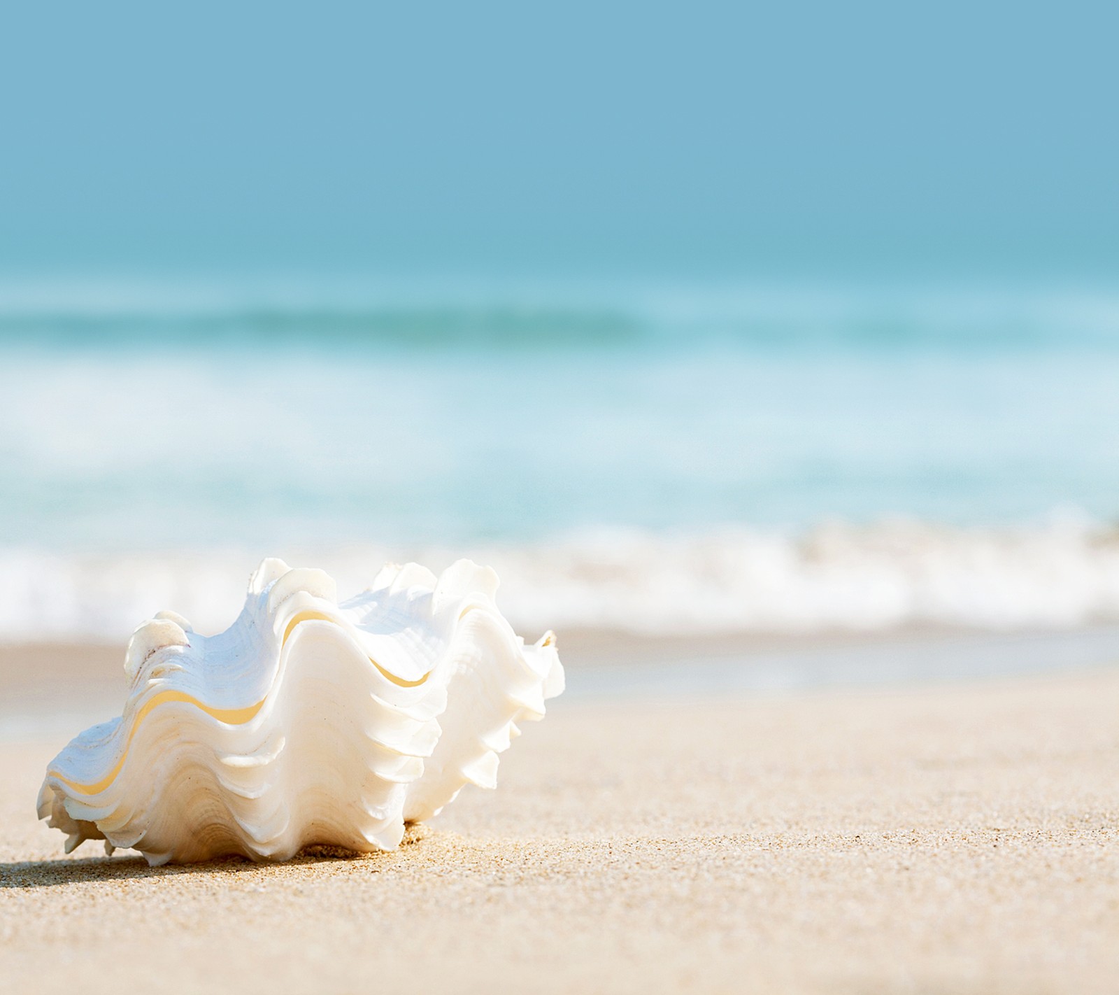 Há uma concha na praia perto do oceano (paisagem, mito 2, natureza, mar, casca)