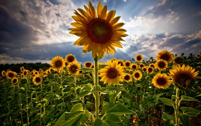 field, sunflowers