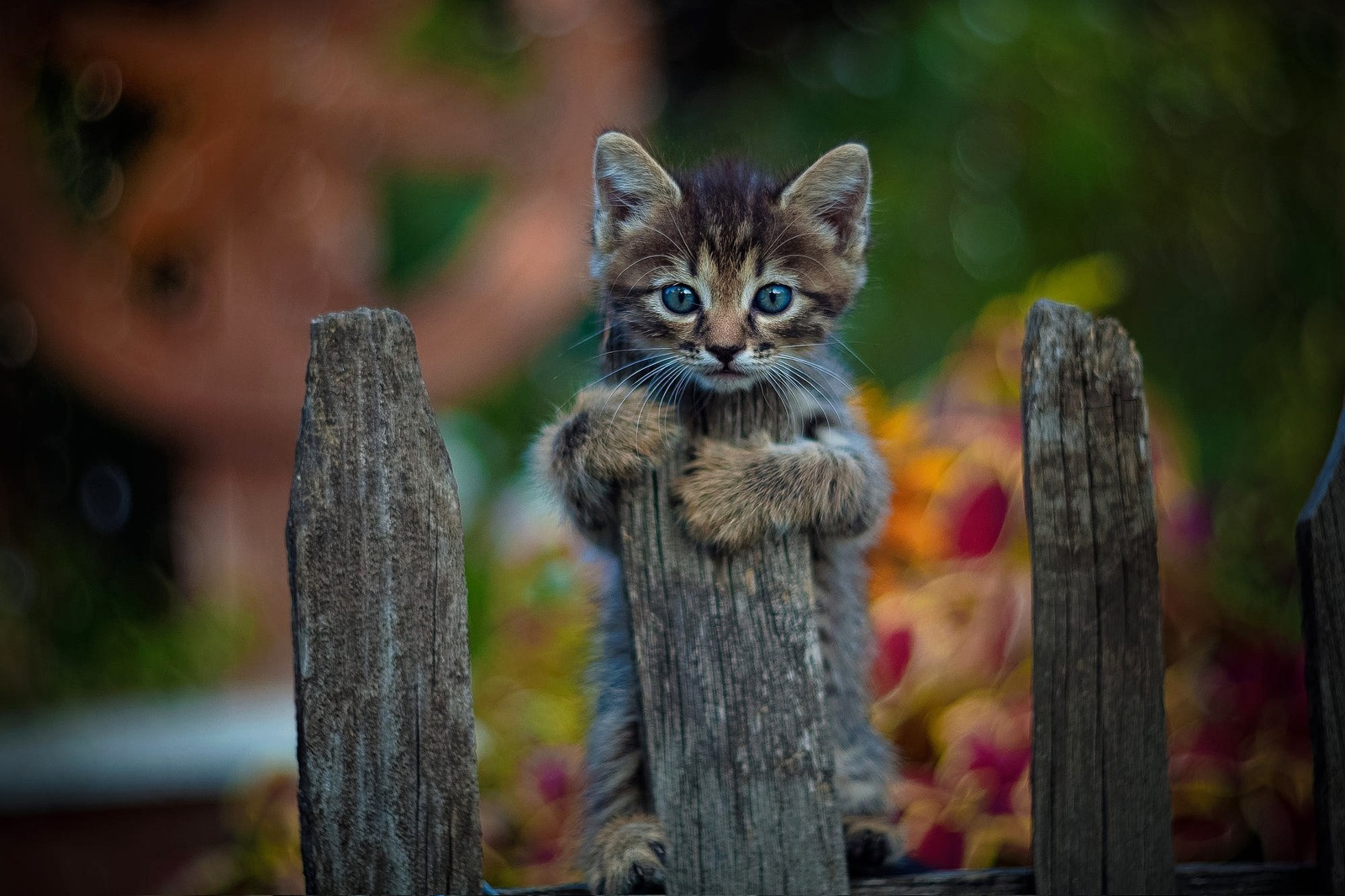 There is a small kitten that is standing on a fence (abej, beautiful, beograd, blur, cat)