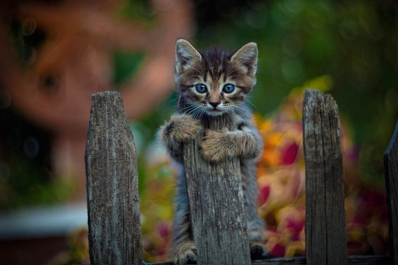 Маленький котенок стоит на заборе (abej, красивый, beograd, размытие, кот)