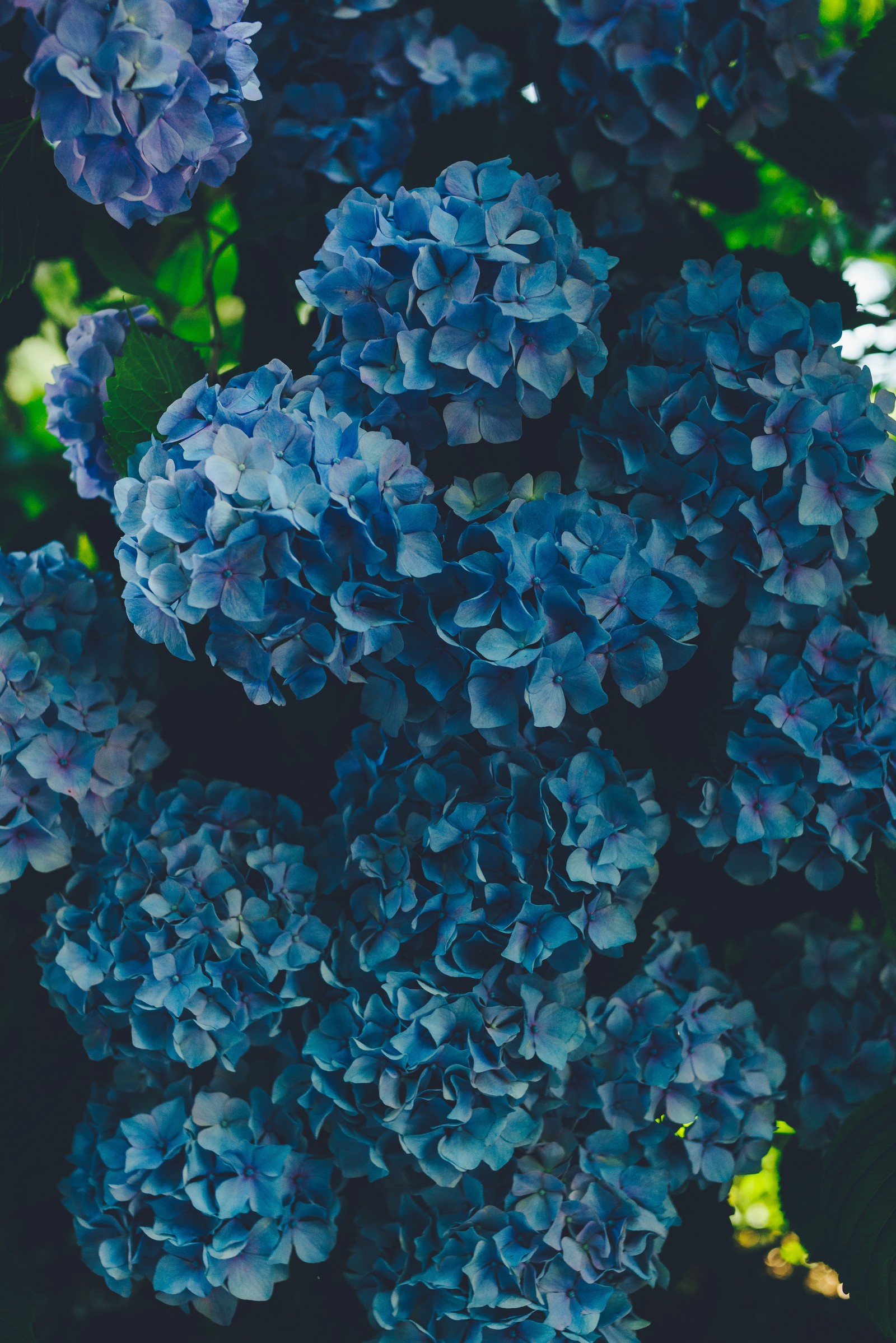 There is a close up of a bunch of blue flowers (flower, french hydrangea, flowering plant, blue, shrub)