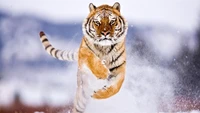 Majestic Tiger in Mid-Stride Amidst Snowy Landscape