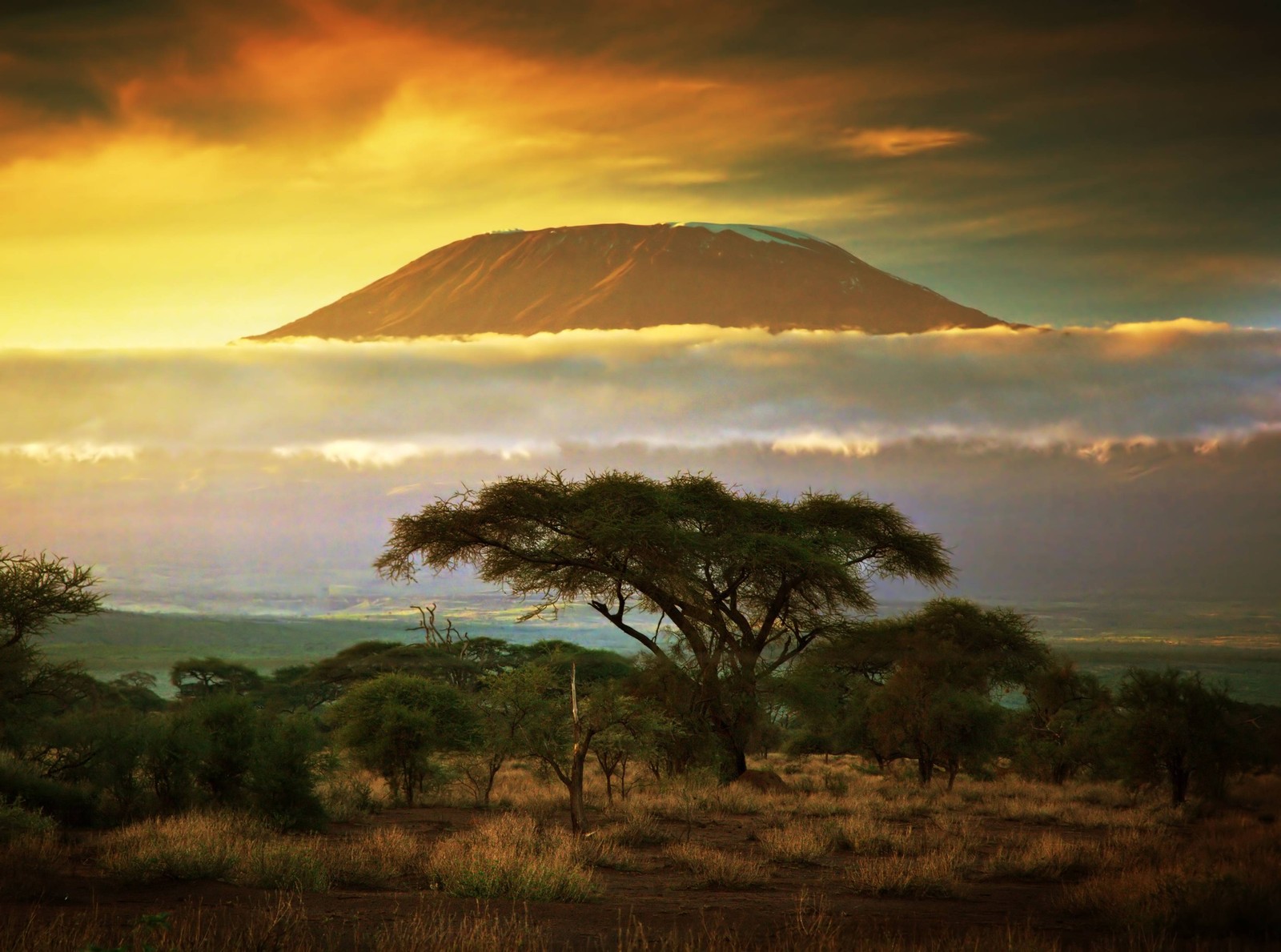 Des girafes arafed au loin avec une montagne en arrière-plan (mont kilimandjaro, savane, arbre, matin, safari)