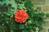 Lebendige rote Floribunda-Rosen blühen vor einem üppig grünen Hintergrund