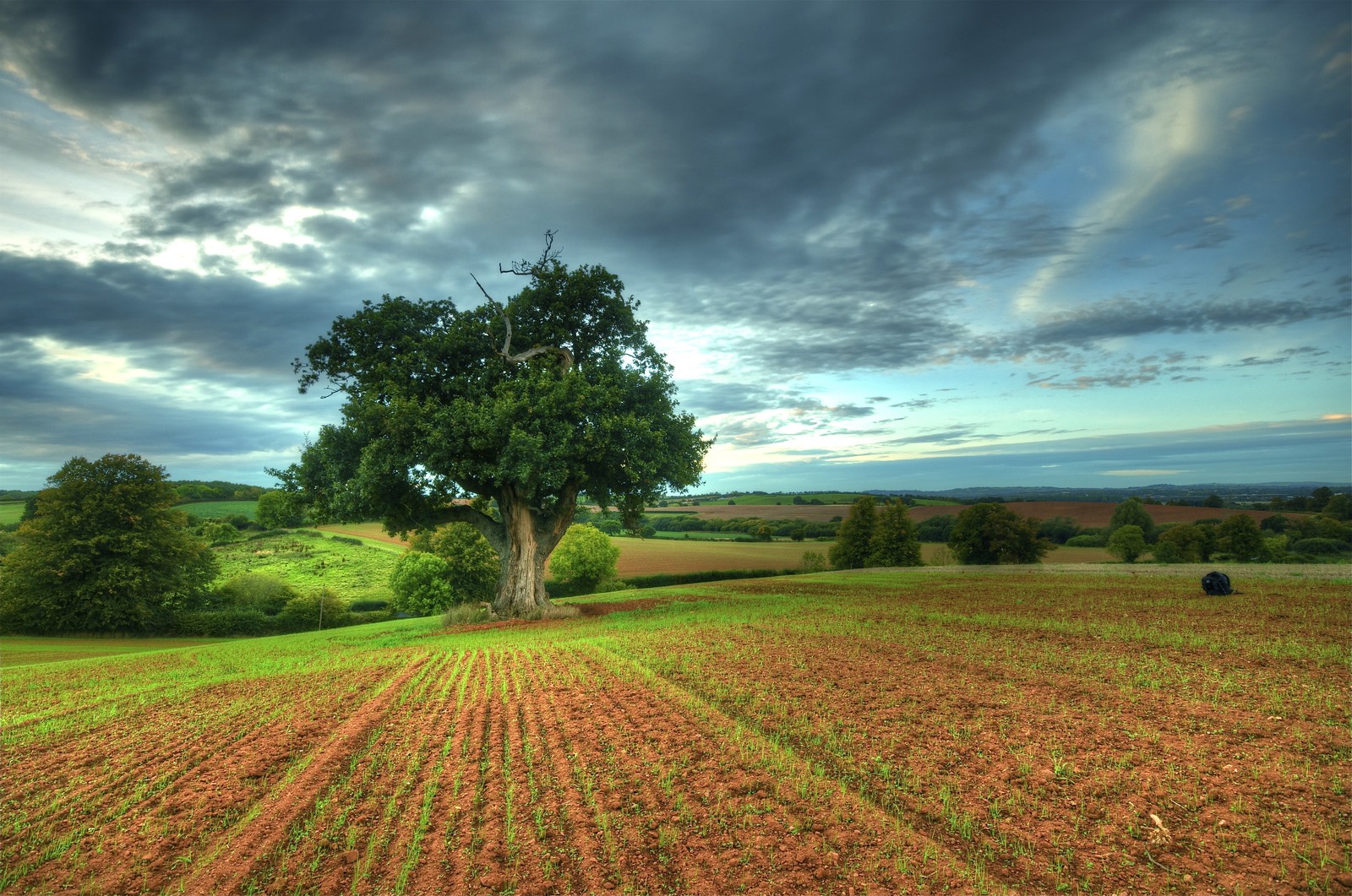 Um campo borrado com uma árvore e um campo de culturas sob um céu nublado (árvore, natureza, campo, nuvem, grama)