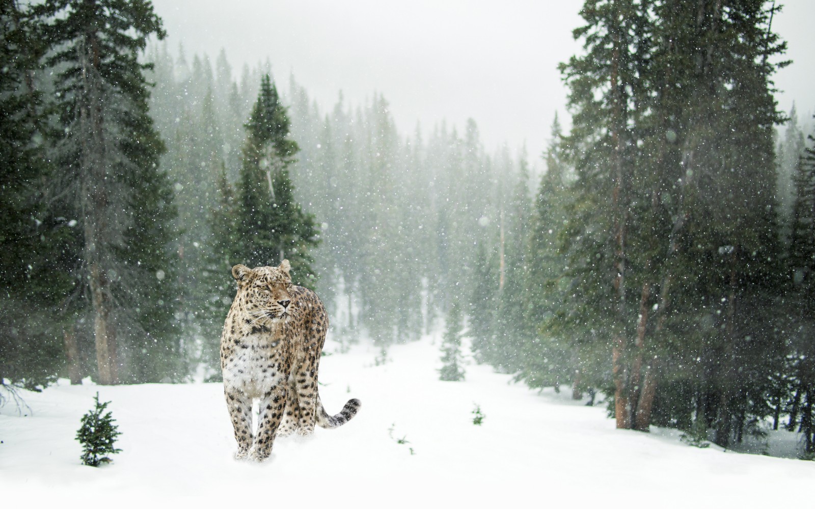 Araffe walking in the snow in a forest with trees (leopard, snow, winter, forest, snow leopard)