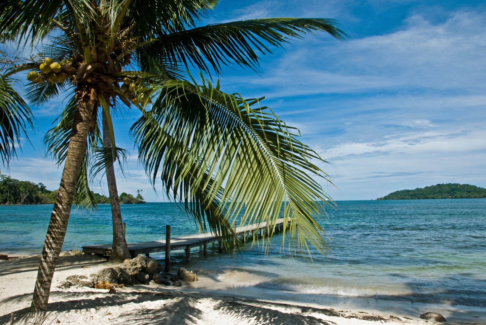 There is a bench on the beach next to the water (tree, tropics, nature, palm tree, caribbean)