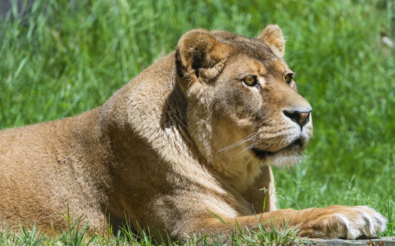 Жираф лежит на траве с лапами на бревне (лев, кот, felidae, большая кошка, наземное животное)