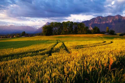 Goldenes Reisfeld unter einem majestätischen Berghimmel bei Sonnenaufgang