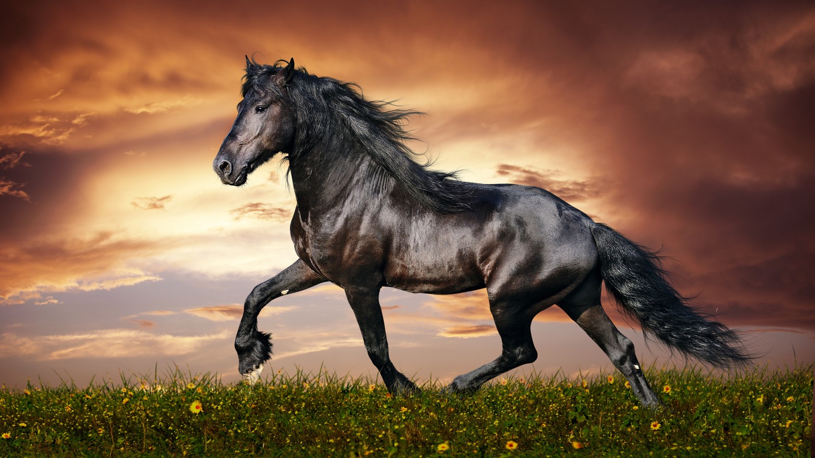 Ein pferd, das auf einem feld mit bewölktem himmel im hintergrund läuft (pferd, mähne, hengst, mustangpferd, wildleben)