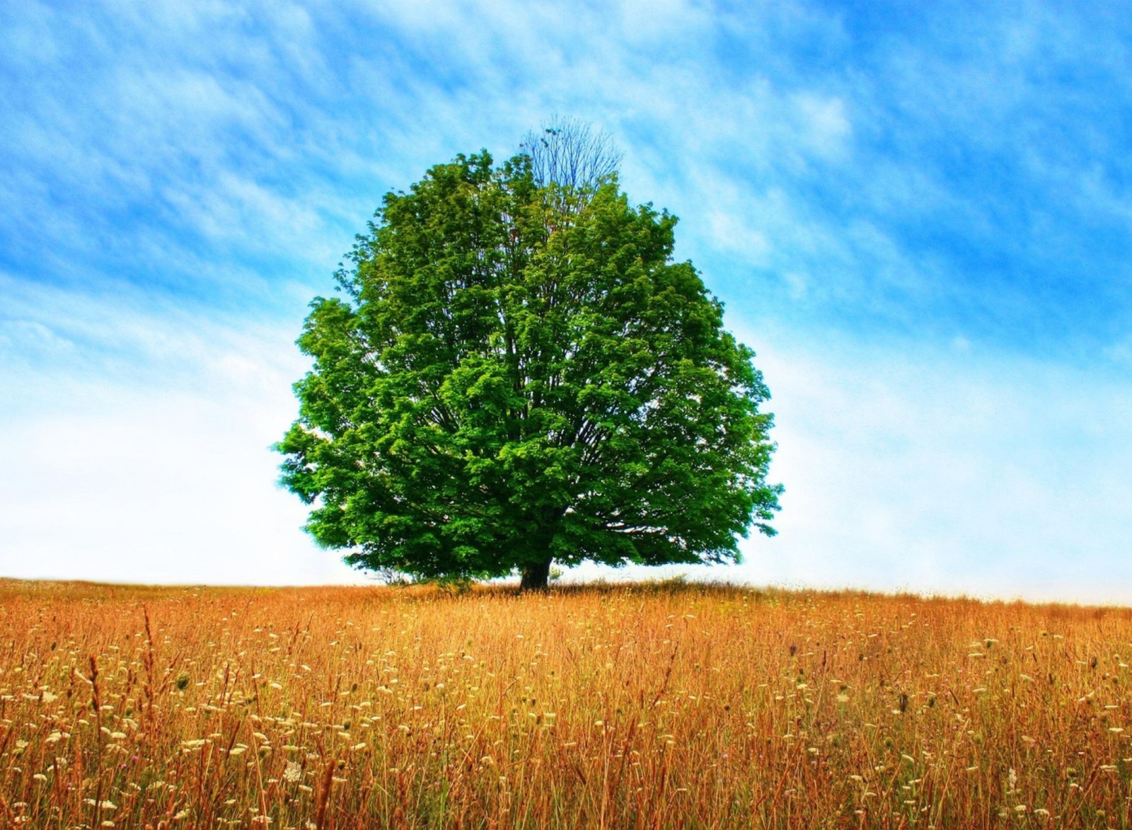 Gros plan d'un arbre dans un champ avec un ciel bleu (arbre, prairie, végétation, écosystème, ciel)