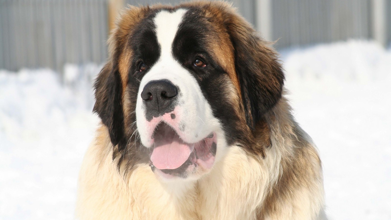 Araffe dog with a long tongue standing in the snow (st bernard, puppy, dog breed, giant dog breed, bernese mountain dog)