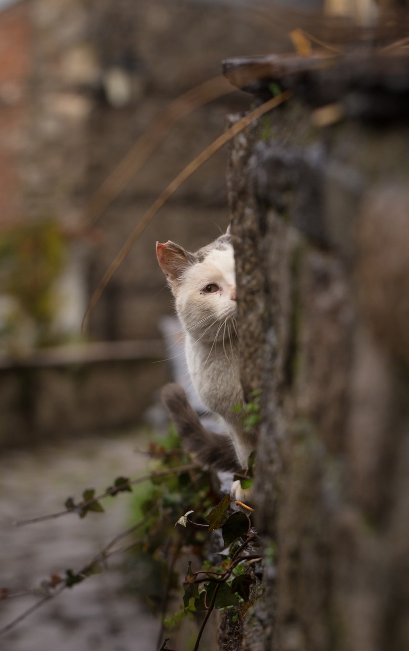 Кот сидит на карнизе и смотрит на что-то (кот, felidae, усы, ветвь, дерево)