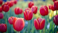 Tulipas vermelhas vibrantes em plena floração na Floriade, Canberra