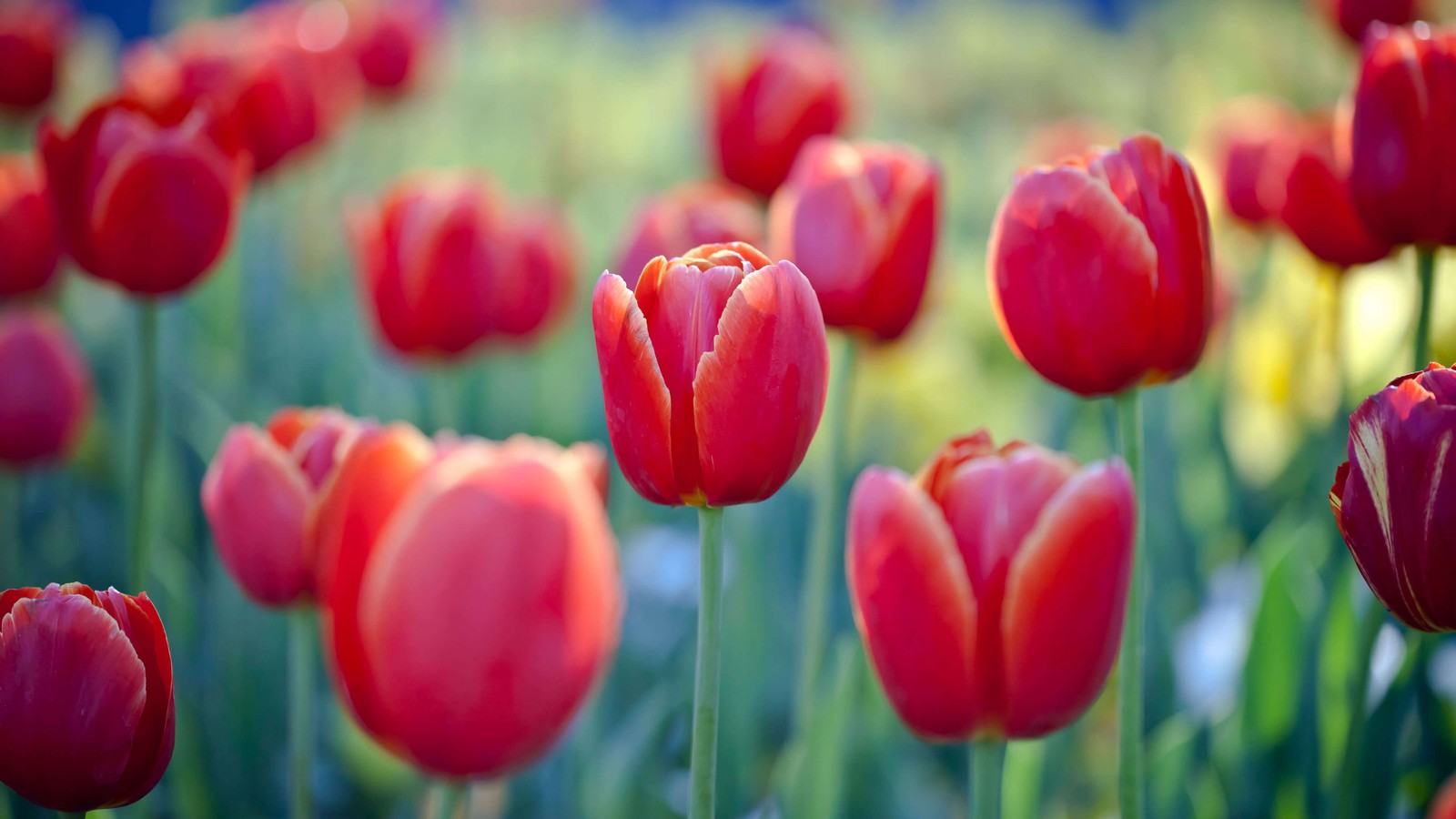 Es gibt viele rote tulpen auf einem feld mit grünem gras (tulpenblumen, rote tulpen, blumengarten, floriade, canberra)