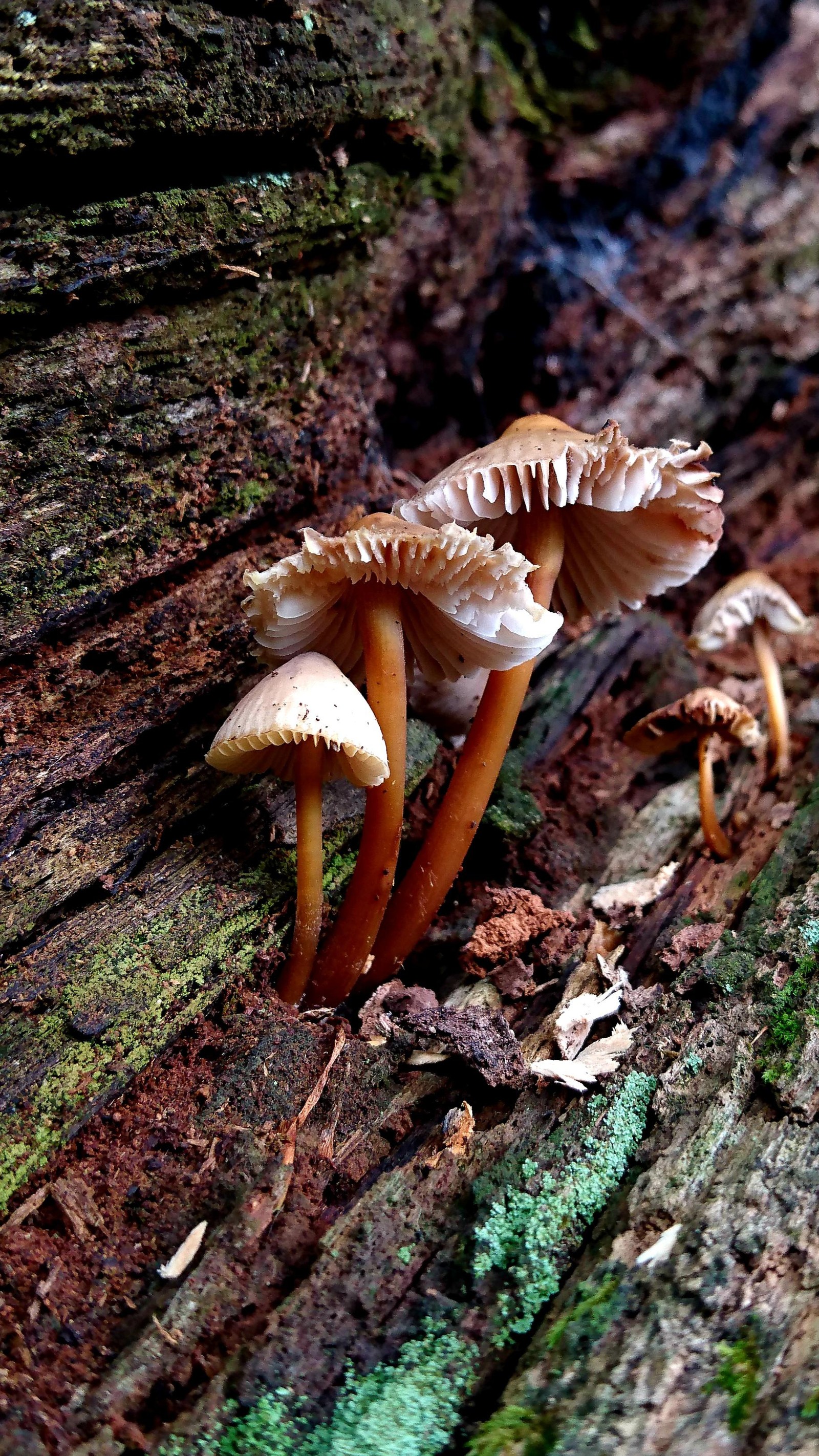 Cogumelos em um tronco de árvore com musgo crescendo nele (cogumelo medicinal, cogumelo, planta, ambiente natural, paisagem natural)