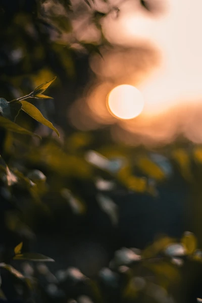 Folhas iluminadas pelo sol ao amanhecer