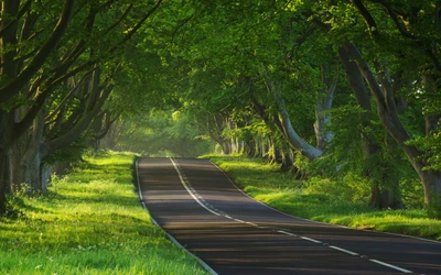 Serene Country Road Surrounded by Lush Greenery