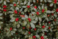 Lebendige rote Blütenknospen zwischen üppigem grünem Laub