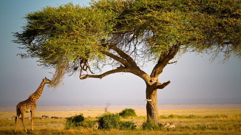 Жираф стоит под деревом в дикой природе (масаи мара, maasai mara, заповедник, сафари, safari)