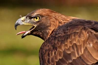 Águila real con mirada intensa y pico abierto