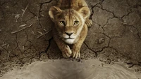 A young lion cub gazes intently at a small puddle, surrounded by cracked, dry earth.