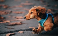 Cachorro de teckel juguetón corriendo entre hojas de otoño