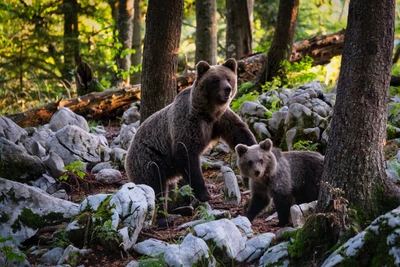 Urso grizzly e filhote em uma paisagem florestal natural