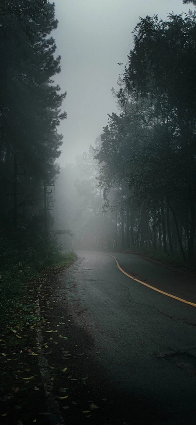 Foggy Roadway Through Lush Trees