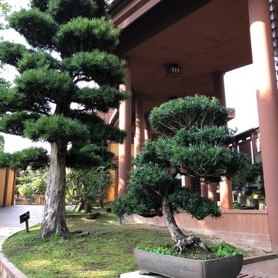 tree, bonsai, plant, trunk, bench