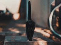 gato preto, gato, ferro, felidae, bigodes