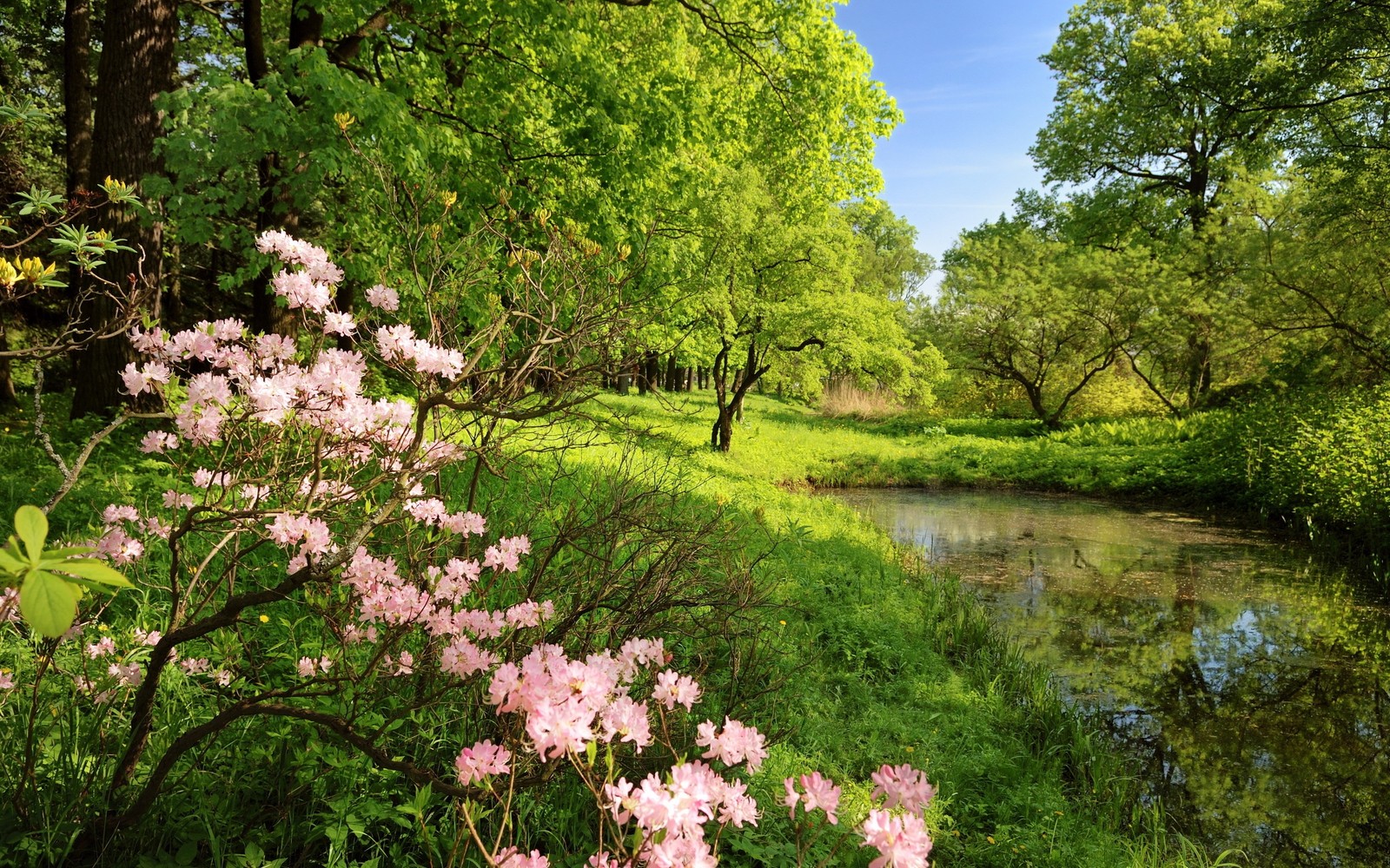 A view of a stream running through a lush green forest (spring, tree, vegetation, plant, nature reserve)