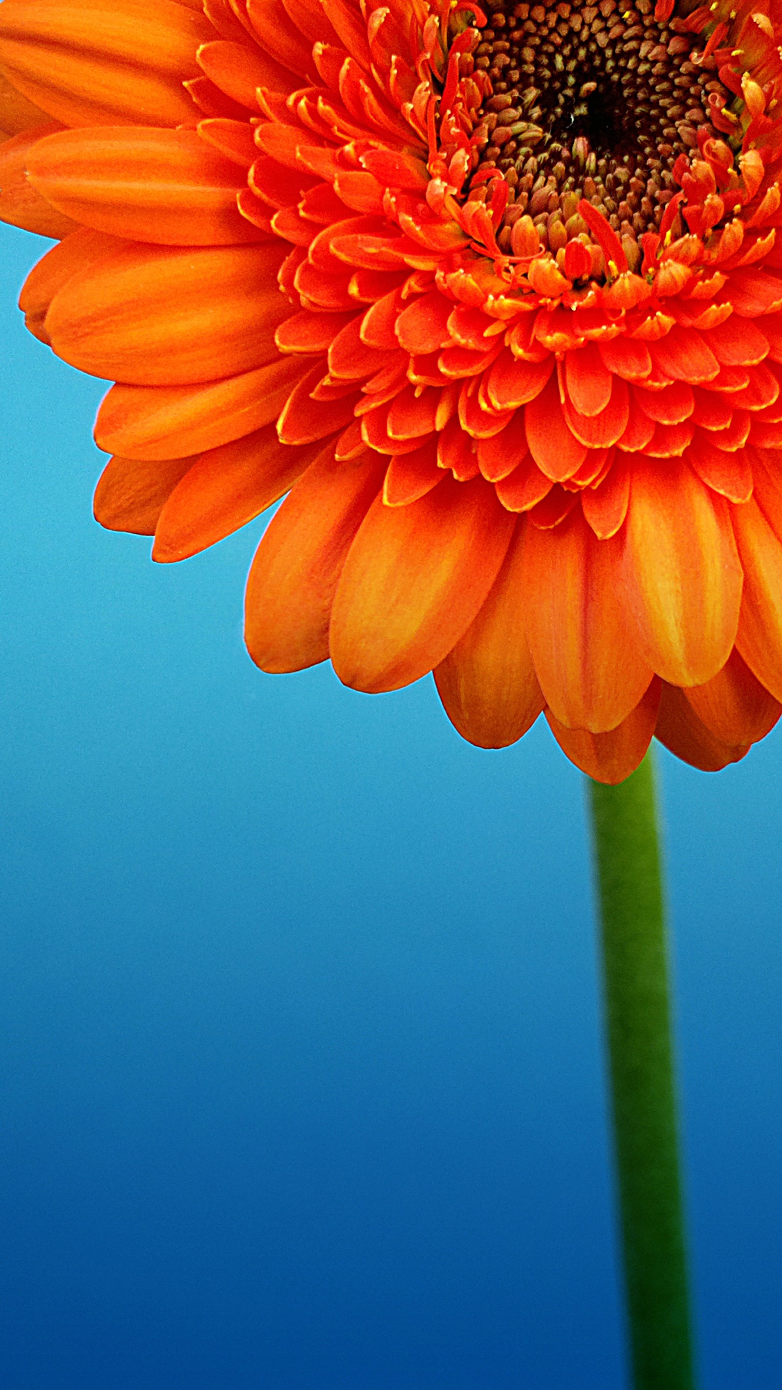 Il y a une grande fleur orange avec une tige verte devant un ciel bleu (nokia, fleur, plante à fleurs, orange, pétale)