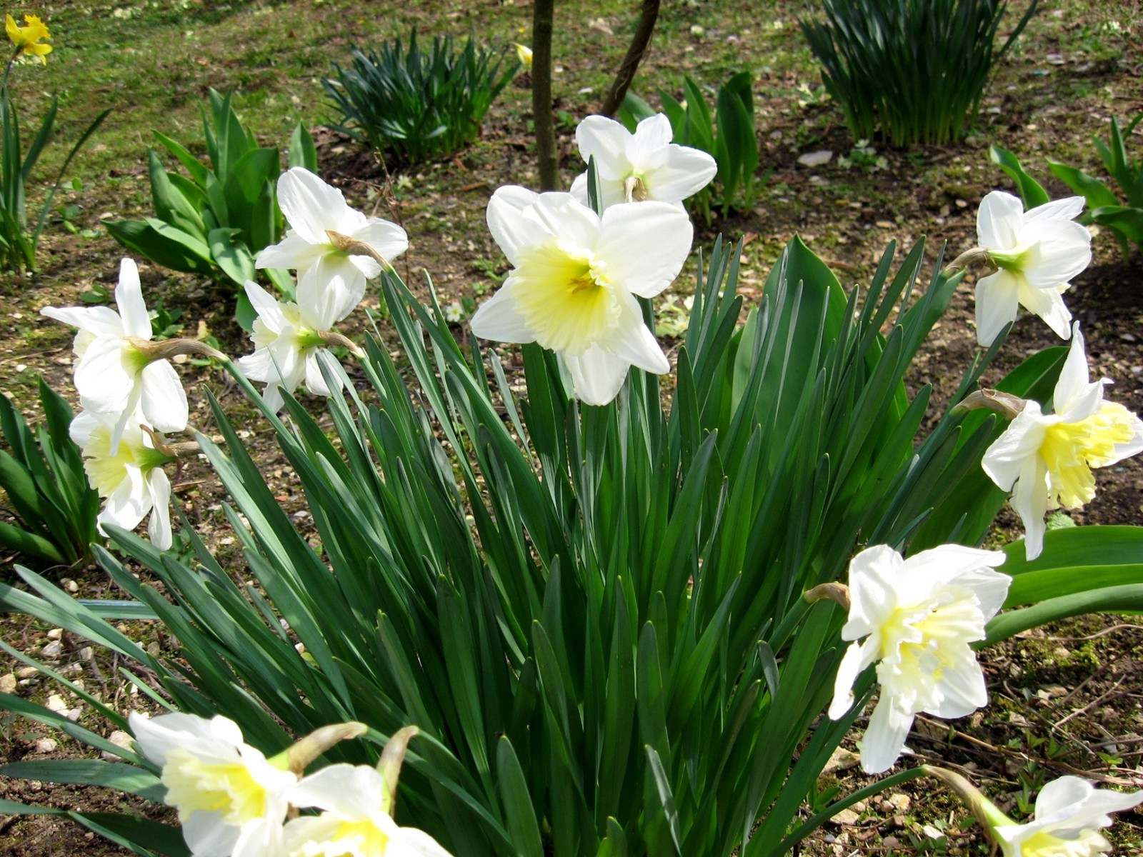 Il y a beaucoup de fleurs blanches qui poussent dans le sol (plante à fleurs, pétale, printemps, famille des amaryllis, jonquille)