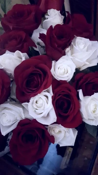 Vibrant Red and White Roses Bouquet