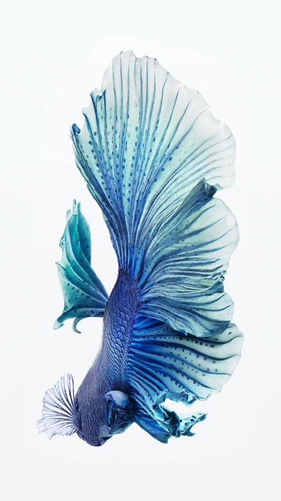 6s, tier, betta, blau, fisch